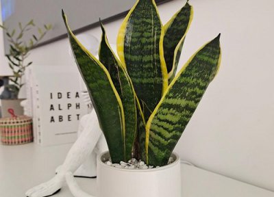 虎皮兰正常生长速度 虎皮兰生长的慢是什么原因引起的