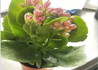 长寿花种植多久开花 长寿花这样养殖年年开花爆盆