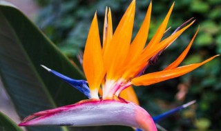 客厅适合养什么花或植物 客厅适合养殖的植物推荐