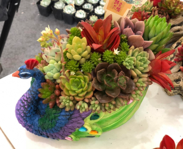 适合家里养的旺财多肉植物品种 推荐最招财的6种多肉