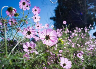 波斯菊叶子卷曲什么原因 卷叶处理方法