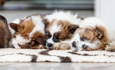 幼犬叫个不停怎么解决 制止小狗刚到家总是叫不停的方法