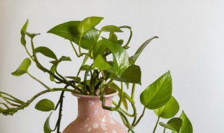 绿萝怎么样 绿萝养殖的方法