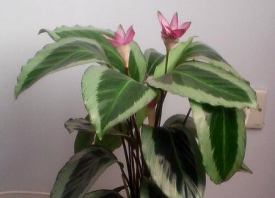 青莲竹芋的养殖方法 青莲竹芋的养殖方法和注意事项