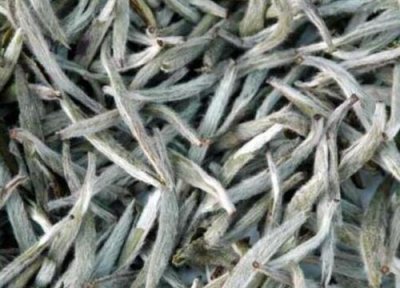 小白毫属于什么茶 小白毫的功效与作用