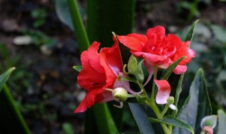 晒干的凤仙花如何保存更久 晒干的凤仙花怎么保存
