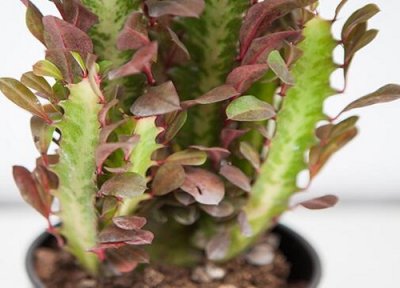 有利于健康的室内花卉 什么花最适合室内养对人身体健康?