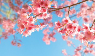 青岛樱花几月份开花 青岛樱花什么时候开