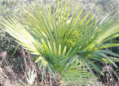 棕榈叶长什么样子图片 叶子有什么特点