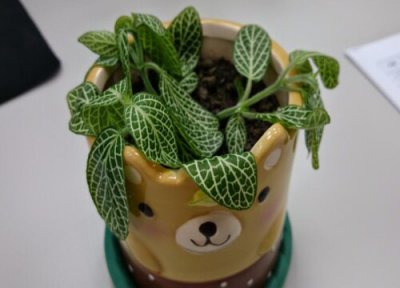 网纹草耐寒吗 冬季网纹草的养殖方法和注意事项