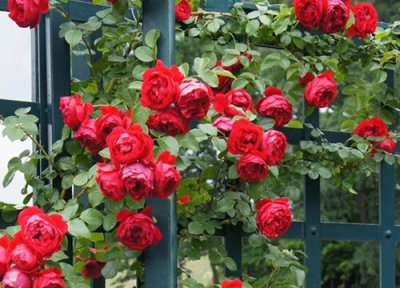 藤本月季移栽时间 藤本月季什么时候移栽最好