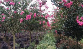 紫薇树长什么样子 紫薇树相关介绍