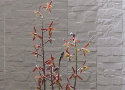 兰花怎么养殖才容易开花 兰花怎么养殖年年都能开花