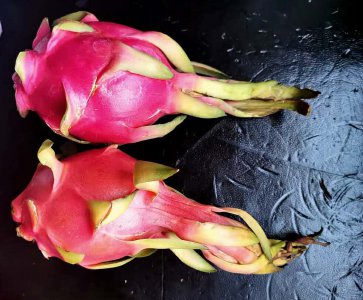 火龙果花与霸王花区别图片 如何正确区分两种花卉