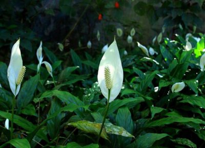 冬季如何养白掌 入冬后怎么养白掌和红掌顺利过冬