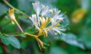 金银花和牛奶一起喝吗 金银花可以和牛奶一起冲着喝吗