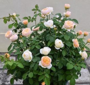 月季花插枝条容易活的方法 图解怎么插枝才能成活率高