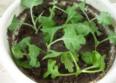 菊花怎样扦插? 苗床扦插菊花的方法