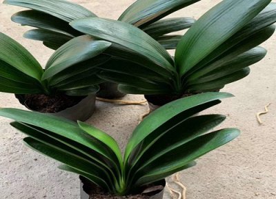 君子兰冻伤叶片全软了怎么处理 冻了还有救吗 要剪掉吗