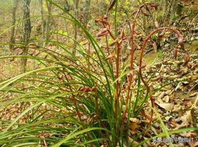 一株兰花能活多少年 一棵兰花的最长寿命是多长时间