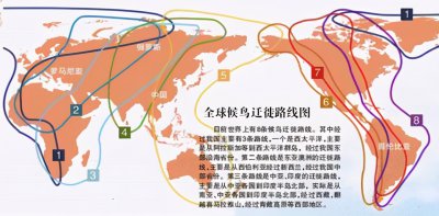 燕子过冬往哪里飞 燕子为什么要飞往南半球过冬