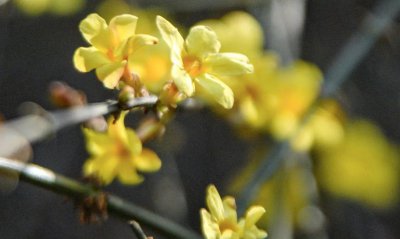 10种代表春天特色的景物 能代表春天特点10种花卉植物