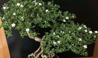 六月雪怎么养才长的旺盛 六月雪如何养才长的旺盛