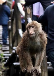 峨眉山在哪个省份 四川省乐山市峨眉山是五大佛教名山之一