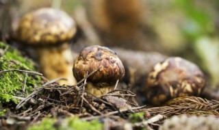 新鲜松茸不能和什么一起吃 新鲜松茸的食用禁忌介绍