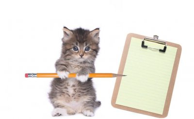 家猫不想养了怎么处理最好 如何处理不想养的猫咪