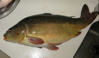 三道鳞怎么挑选新鲜 如何选购新鲜的三道鳞