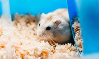 仓鼠的木屑多久换一次 仓鼠木屑更换时间