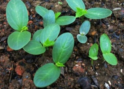 八棱瓜播种适合时间 八棱瓜什么时候播种合适