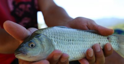 鱼的侧线作用是什么 探究鱼的侧线主要可以干什么