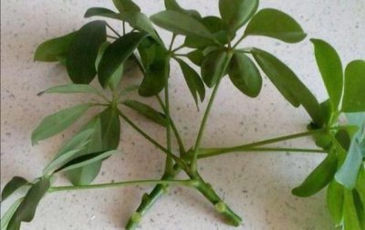 刚扦插的鸭掌木该注意什么 扦插方法和养护注意事项