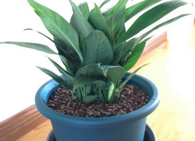 盆栽白掌多长时间浇一次水 白掌多长时间浇一次水最合适