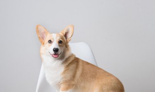 属狗的佩戴什么好 属狗的佩戴物品