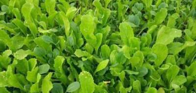 四季小白菜种植方法 四季速生小白菜高产播种及管理技术