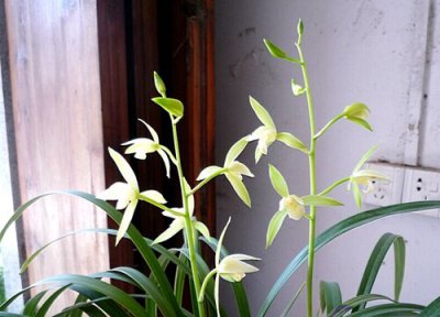 建兰花期时间 建兰花期是什么时候