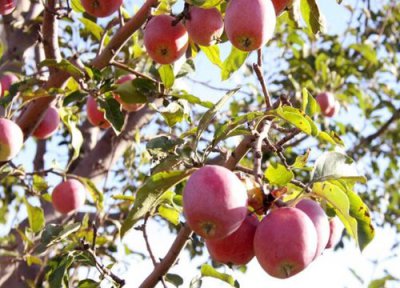 香槟果是什么水果 香槟果属于什么水果