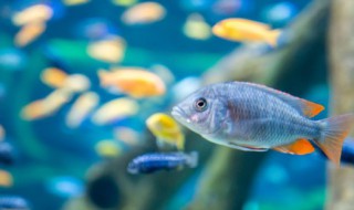 浮萍怎么养才能更旺盛 养浮萍的技巧