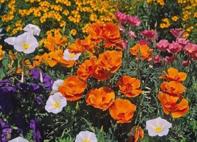 花菱草花期时间 花菱草花期是什么时候