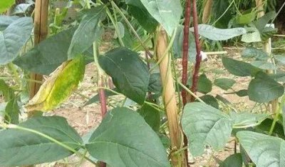 豆角干叶卷叶原因与补救方法 豆角卷叶可以用农家肥吗