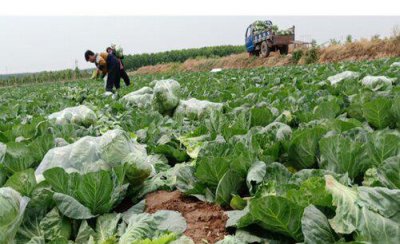 甘蓝菜的种植方法和时间 甘蓝包菜什么时候种植最好
