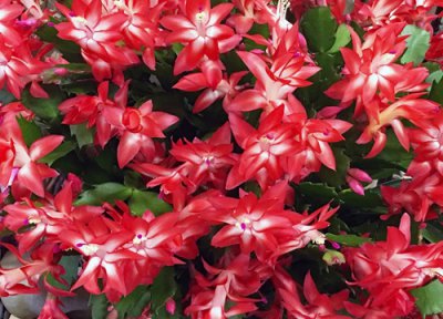 蟹爪兰开花时间 蟹爪兰怎么养才开花