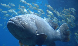 石斑鱼是海水鱼还是淡水鱼 石斑鱼是什么鱼