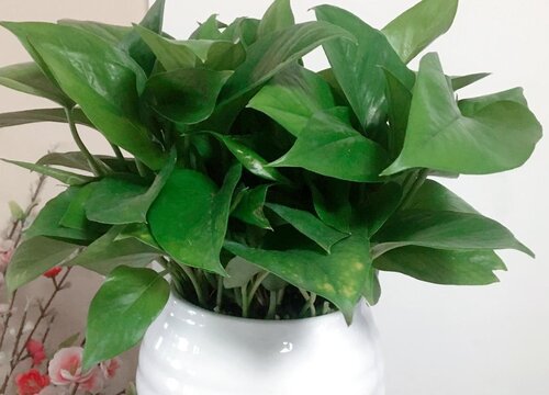 绿萝养护几大误区