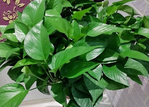 绿萝养护几大误区