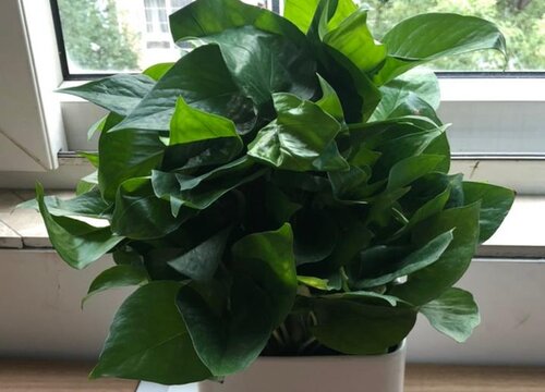 绿萝养护几大误区