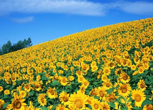 向日葵种植多久开花